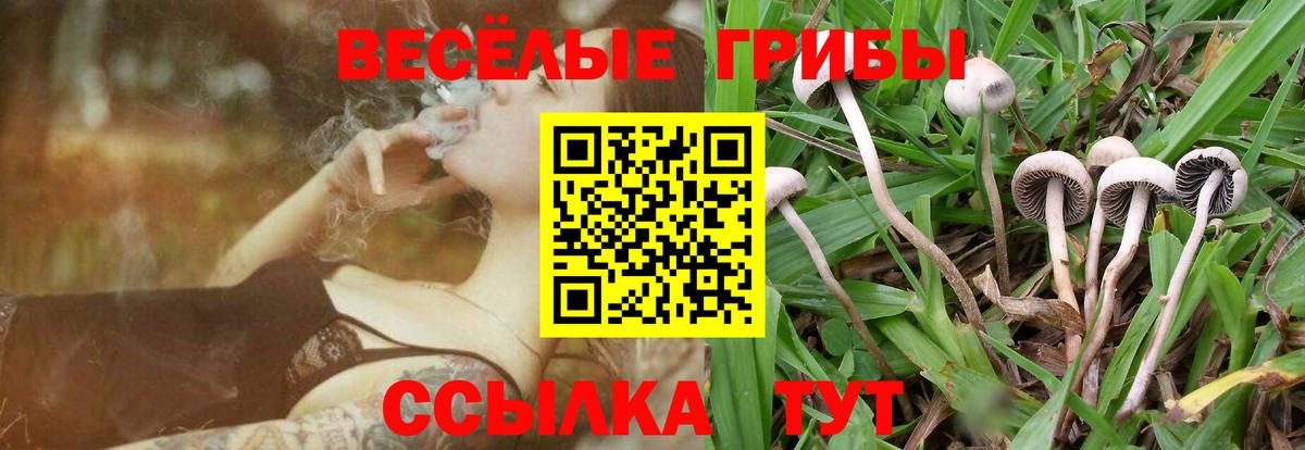 Грозный  хочу   Вход с VPN  Псилоцибиновые грибы мицелий 